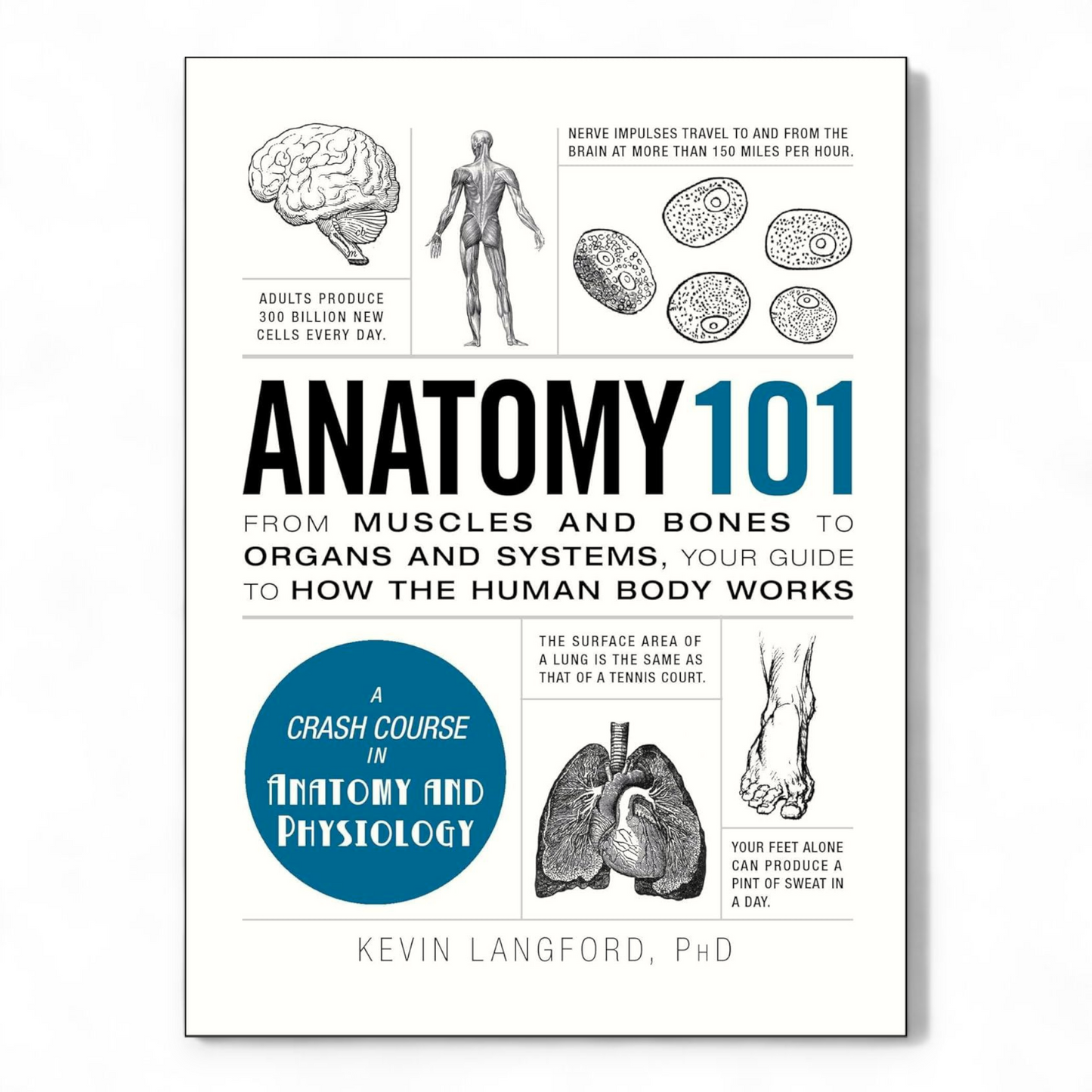 Anatomy 101 by Kevin Langford - NOVEL HOVEL